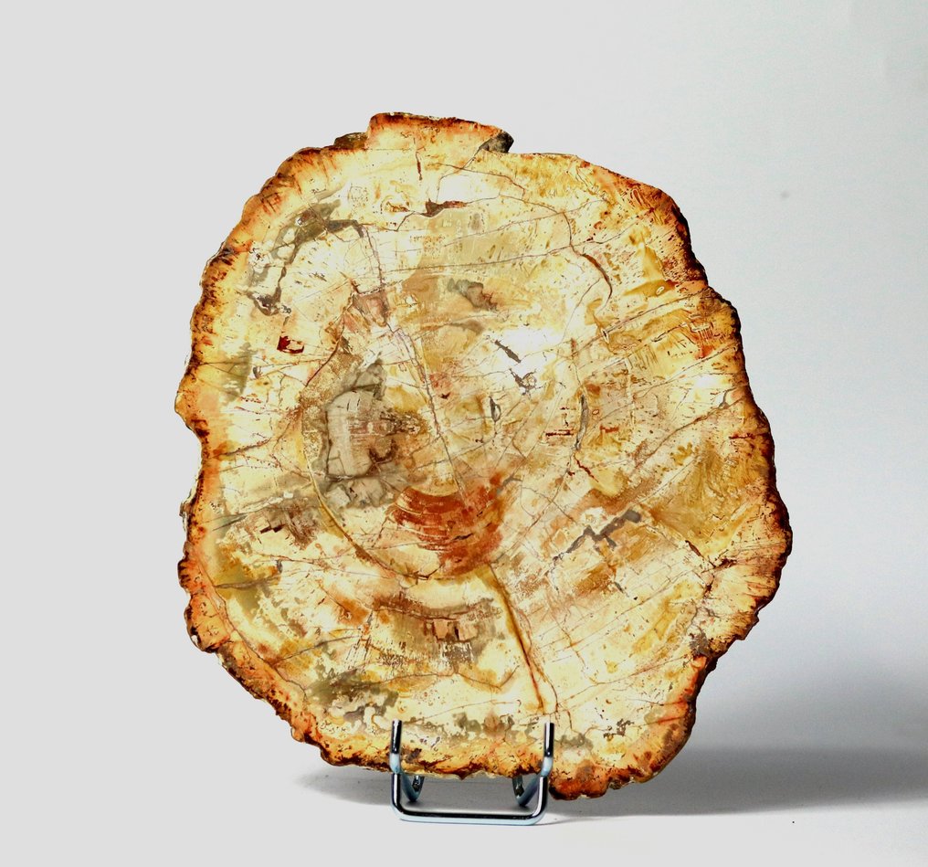 Dekorativt fossiliserat trä på stativ - Polerat med fina färger och stor storlek - Fossiliserad växt - 23 cm - 20 cm #2.2