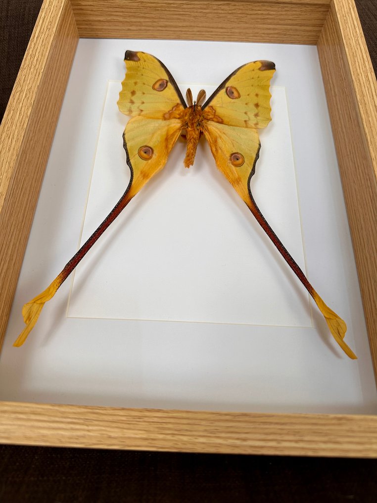 Σκώρος Βάση ταρίχευσης ολόκληρου σώματος - Papillon Comète XL Argema Mittreï ( Mâle) - 22.5 cm - 31.5 cm - 5 cm - Είδη που δεν ανήκουν στο CITES #2.1