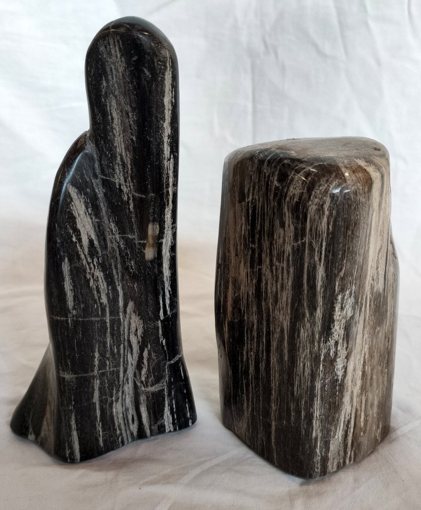 Απολιθωμένο ξύλο - Απολιθωμένο ξύλο - diptocarpus  (χωρίς τιμή ασφαλείας) #2.1