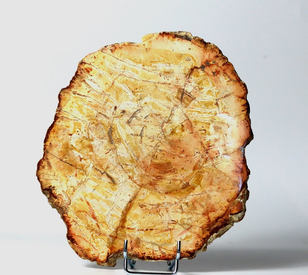 Dekorativt fossiliserat trä på stativ - Polerat med fina färger och stor storlek - Fossiliserad växt - 23 cm - 20 cm #2.1