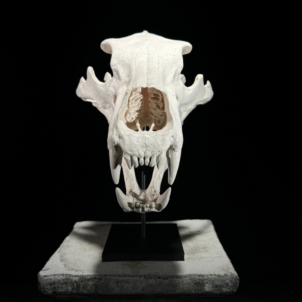 Nessuna riserva di prezzo - Una replica di un cranio di orso polare su una base personalizzata - Supporto replica tassidermia - Ursus Maritimus - 35 cm - 23 cm - 36 cm #4.3