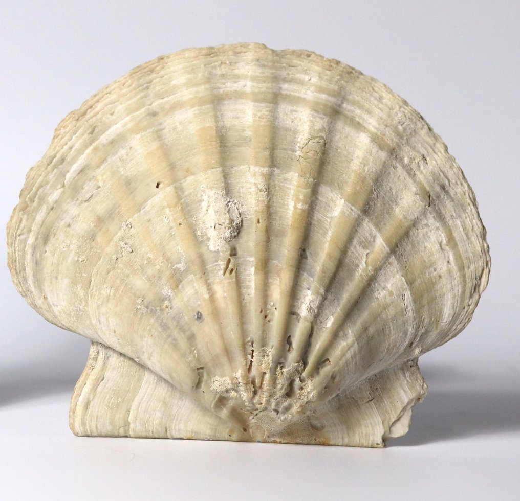 巨型化石梳状贝 - 保存最完好 - 动物化石 - Gigantopecten ligerianus - 16.8 cm #2.2
