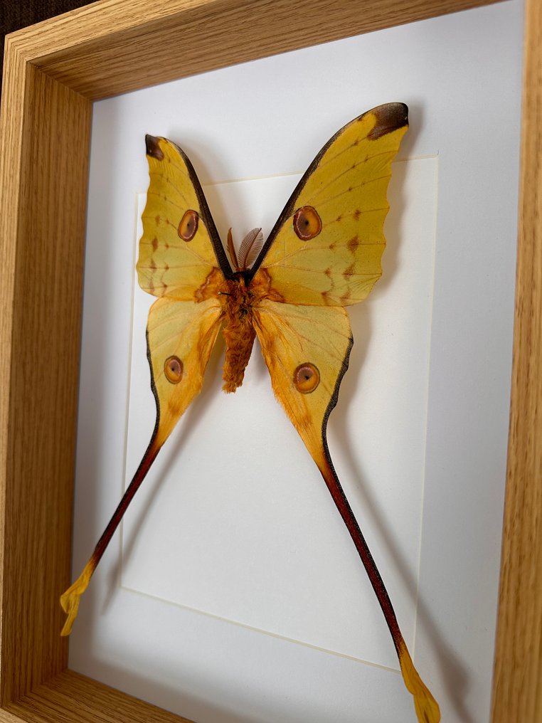 Σκώρος Βάση ταρίχευσης ολόκληρου σώματος - Papillon Comète XL Argema Mittreï ( Mâle) - 22.5 cm - 31.5 cm - 5 cm - Είδη που δεν ανήκουν στο CITES #1.2