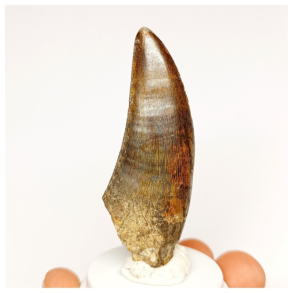 Dinosauro - Dente fossile - Large Nicely Preserved Eocarcharia dinops Dinosaur Tooth - Cretaceous Elrhaz Fm - Tenere Desert #1.1