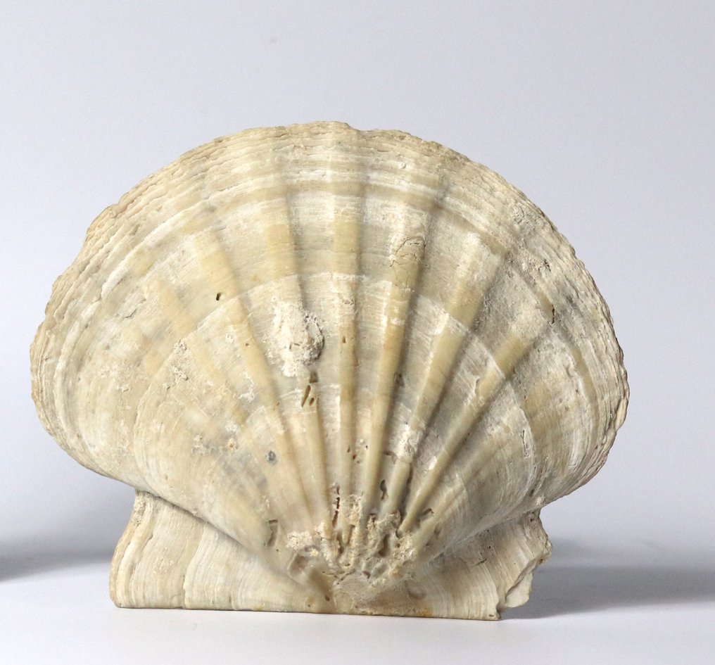 巨型化石梳状贝 - 保存最完好 - 动物化石 - Gigantopecten ligerianus - 16.8 cm #2.1
