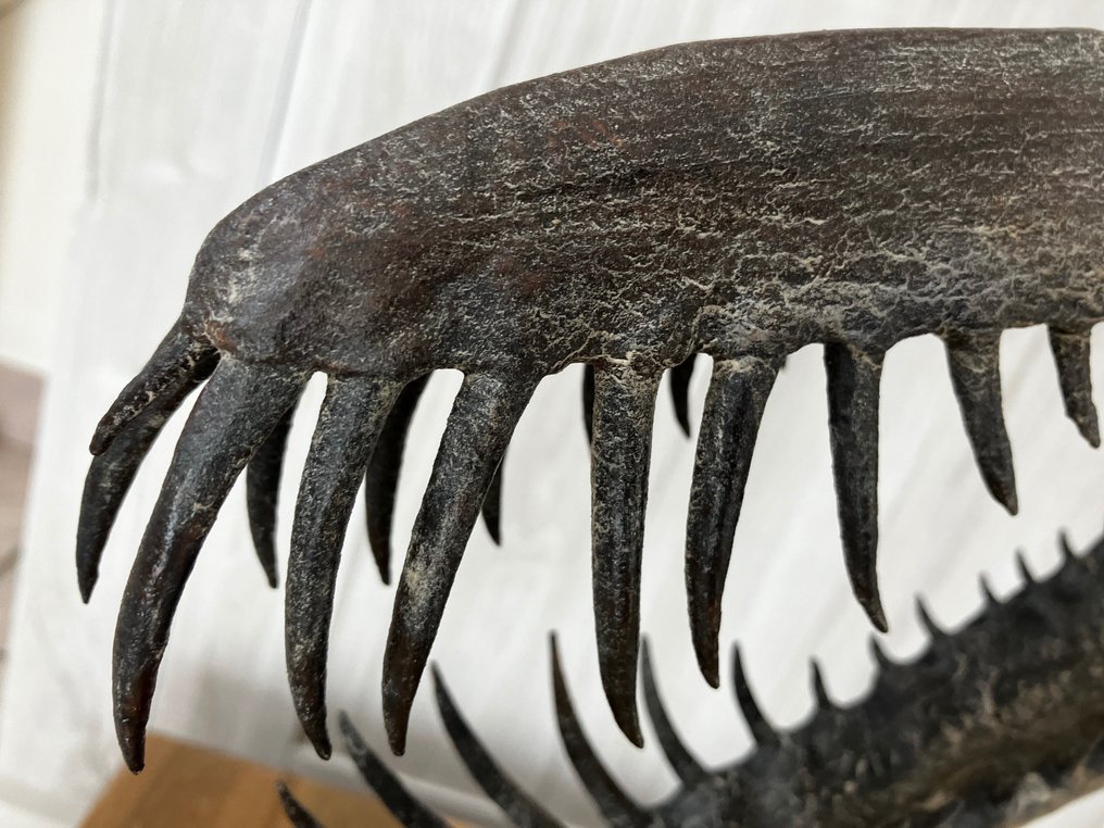 Réplica del cráneo de pterosaurio Réplica de preparación de taxidermia - Boreopterus - 42 cm - 10 cm - 10 cm - 1 #3.2