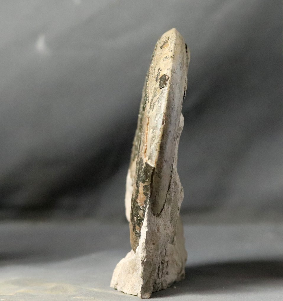 Feiner Ammonit auf freistehendem Stein - Tierfossil - Haugia variabilis - 16 cm #3.2