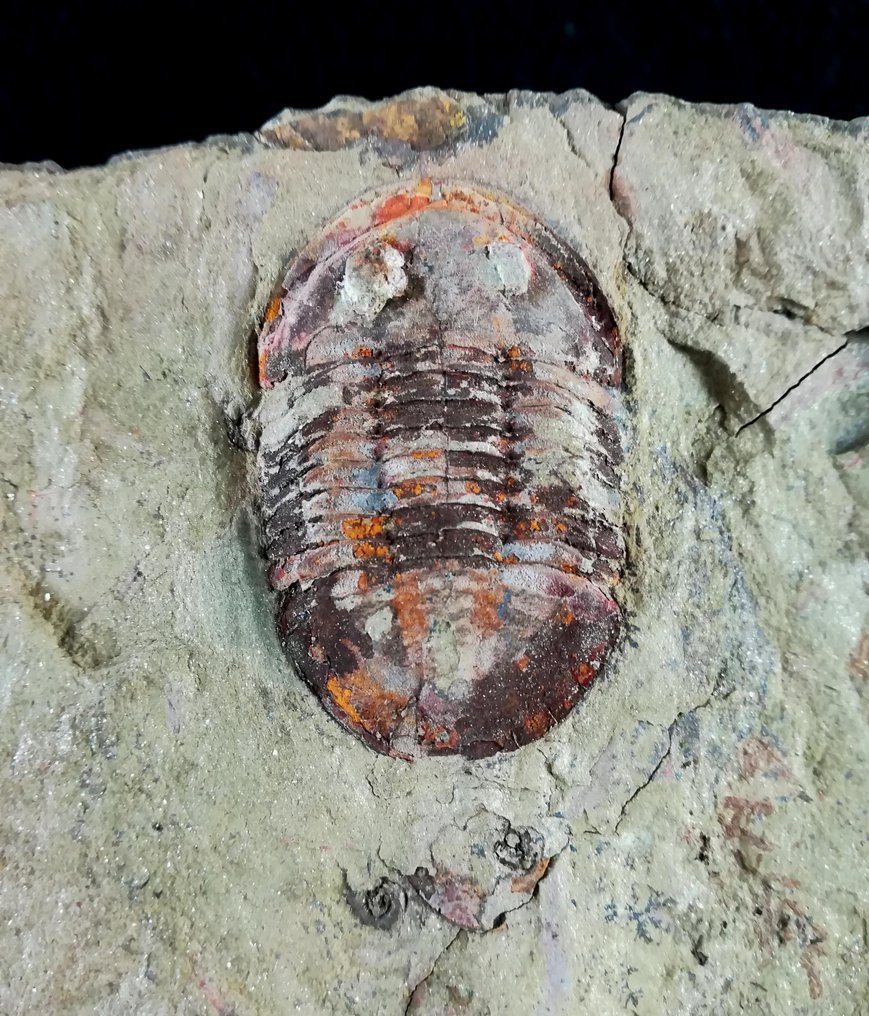 Eksepsjonell trilobitt!!! - Fossile dyr - Asaphellus tataensis (Vidal, 1998) - 21 cm - 14 cm #1.2