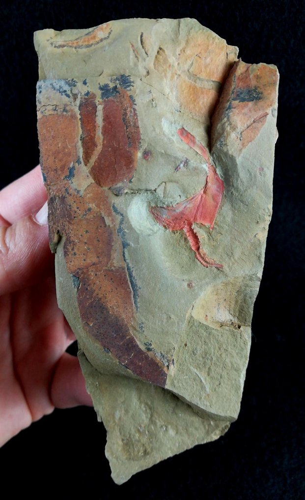 Πρωτόγονο εχινόδερμα - Στυλοφόρα!!! - Απολιθωμένο ζώο - Cothurnocystis elizae (Bather, 1913) - 12 cm - 6 cm #1.2
