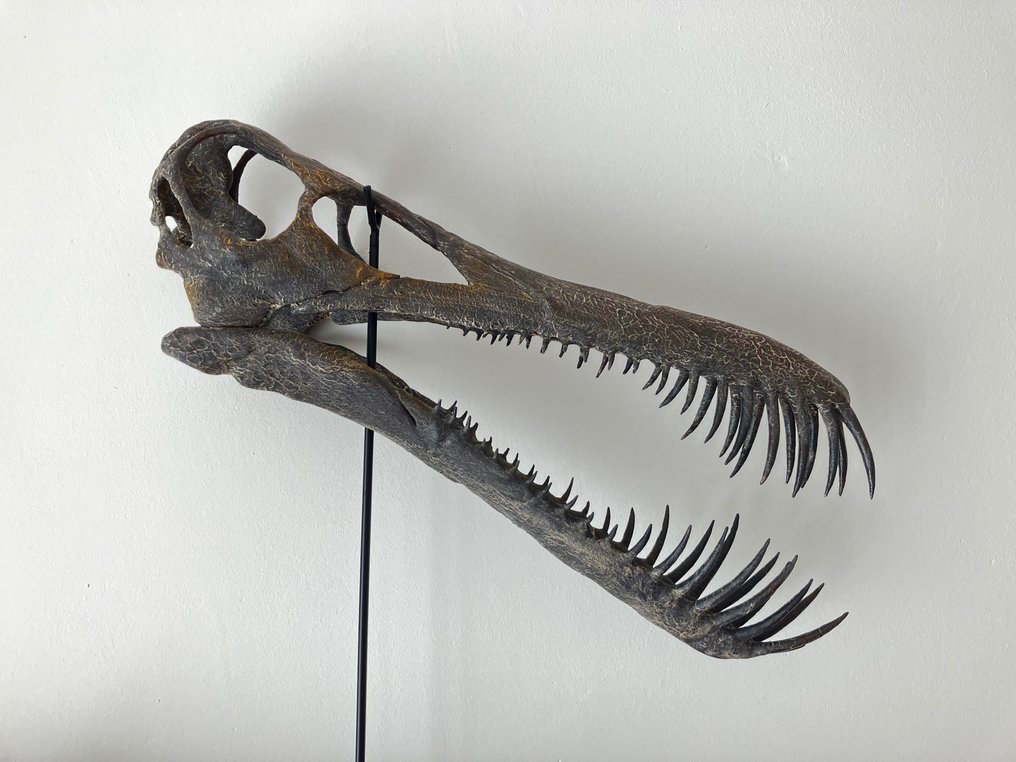 Pterosauruksen kallon kopio Täytettyjen eläinten jäljennöspidike - Boreopterus - 42 cm - 10 cm - 10 cm - 1 #2.3