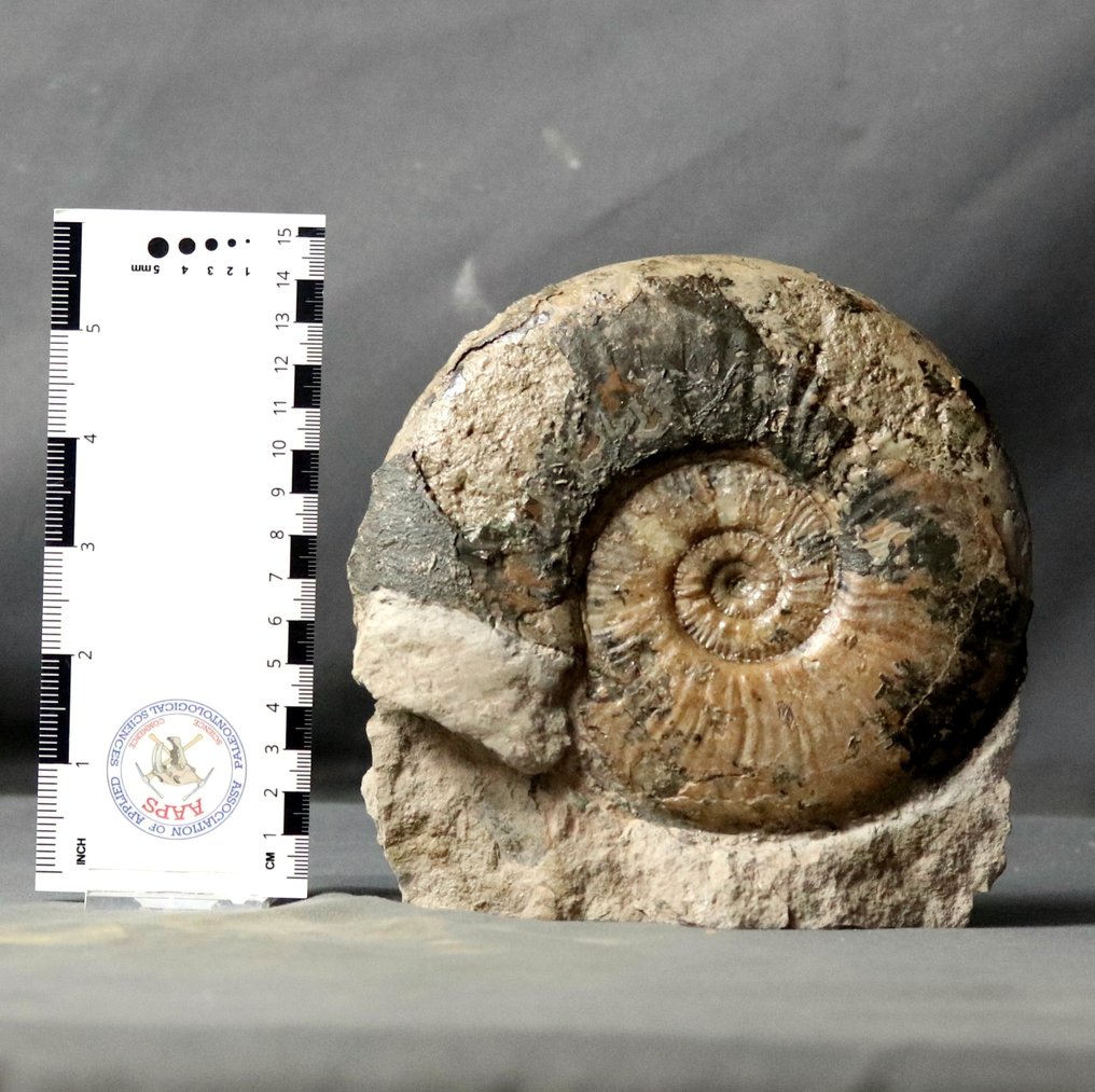 Feiner Ammonit auf freistehendem Stein - Tierfossil - Haugia variabilis - 16 cm #2.1