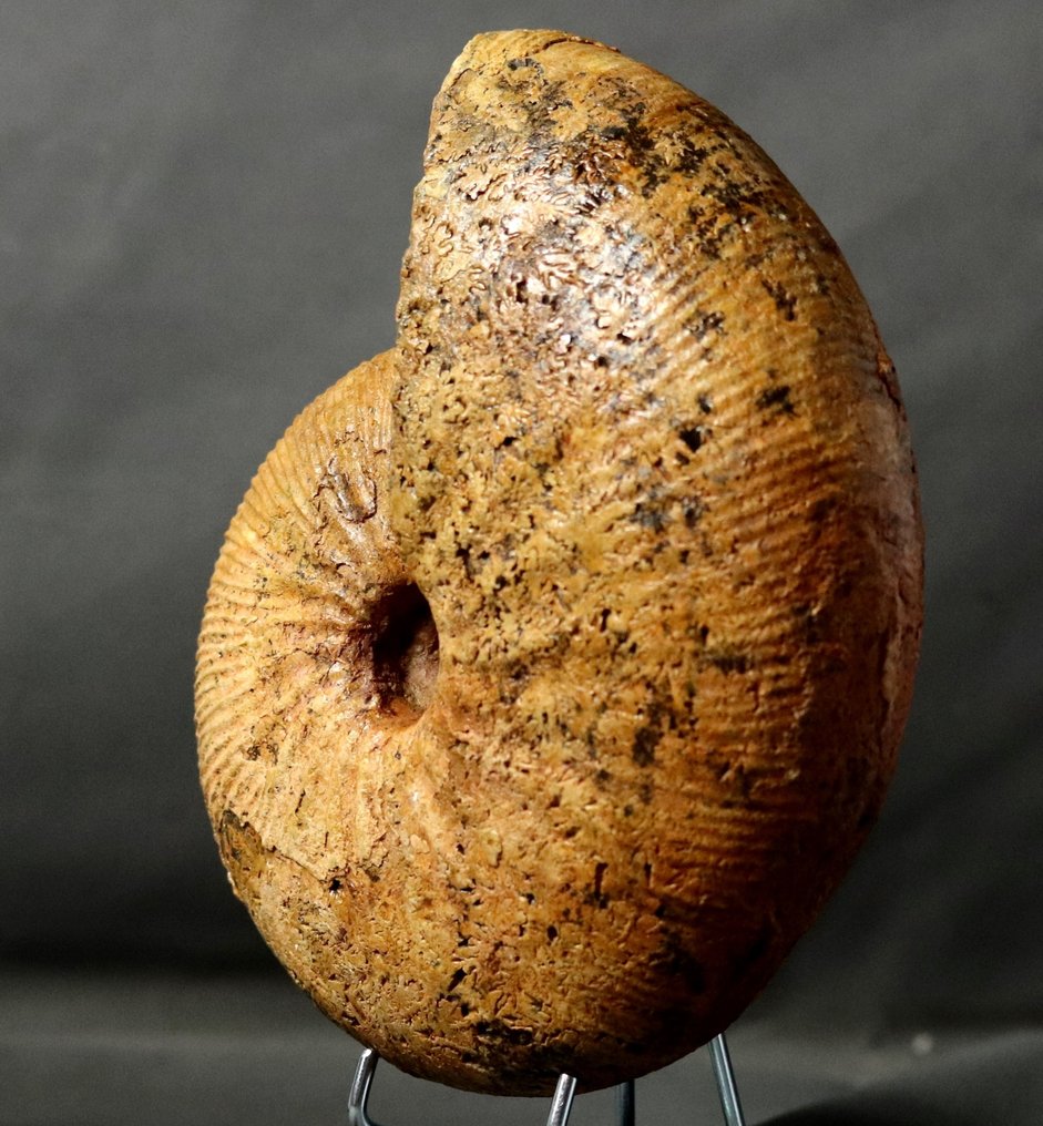 Kiváló ammonit - Jól megőrzött - Két oldala tisztítva - Fosszilizálódott állat - Epimayaites gr. lemoinei - 19.5 cm #2.3
