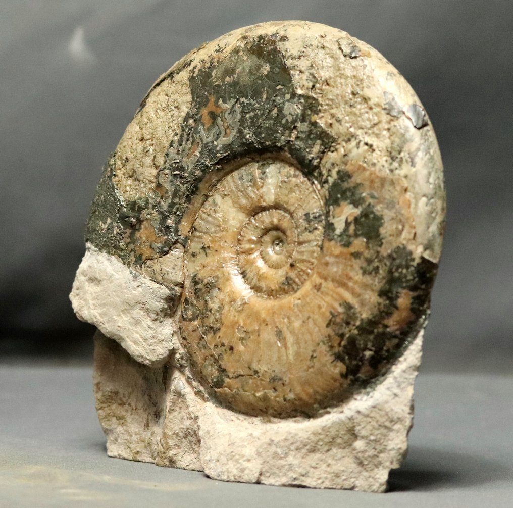 Λεπτός αμμωνίτης σε αυτόνομη πέτρα - Απολιθωμένο ζώο - Haugia variabilis - 16 cm #3.1