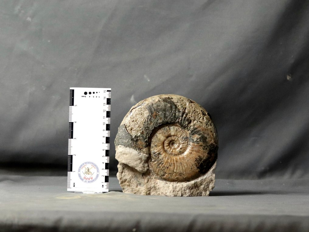 Feiner Ammonit auf freistehendem Stein - Tierfossil - Haugia variabilis - 16 cm #1.1