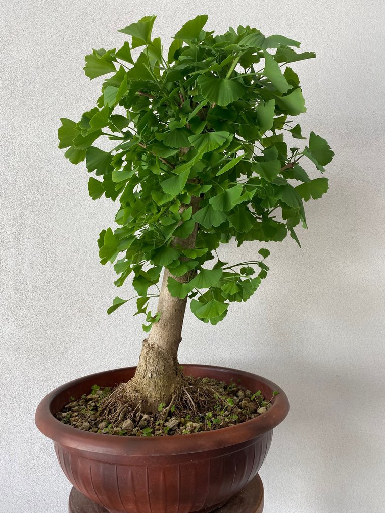 Ginkgo bonsai (Ginkgo biloba) - Height (Tree): 60 cm - Depth (Tree): 40 cm - Italy #1.1