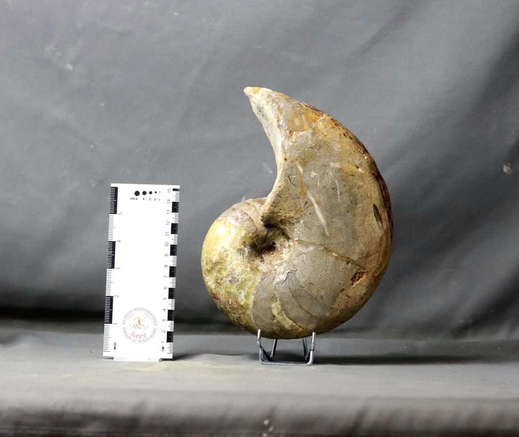 Nautiloid fin cu calcit verde ! - Animale fosilizate - Cenoceras arariformis ( 23 cm ) - 23 cm #1.1
