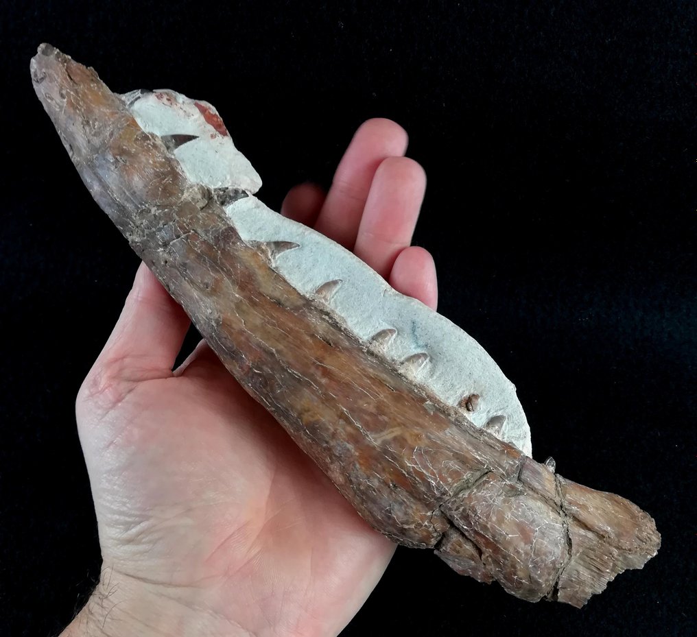 令人印象深刻的特甲龙下巴！！！ - 下顎骨化石 - Tethysaurus nopcsai (Bardet, Pereda-Suberbiola & Jalil, 2003) - 25 cm - 6 cm #1.1