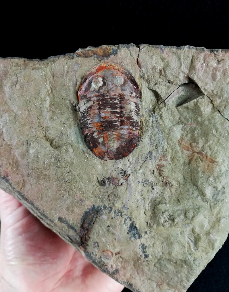 Eksepsjonell trilobitt!!! - Fossile dyr - Asaphellus tataensis (Vidal, 1998) - 21 cm - 14 cm #1.1