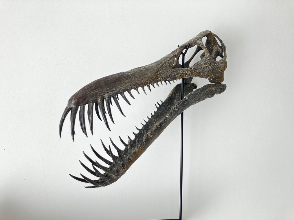 Pterosauruksen kallon kopio Täytettyjen eläinten jäljennöspidike - Boreopterus - 42 cm - 10 cm - 10 cm - 1 #2.2