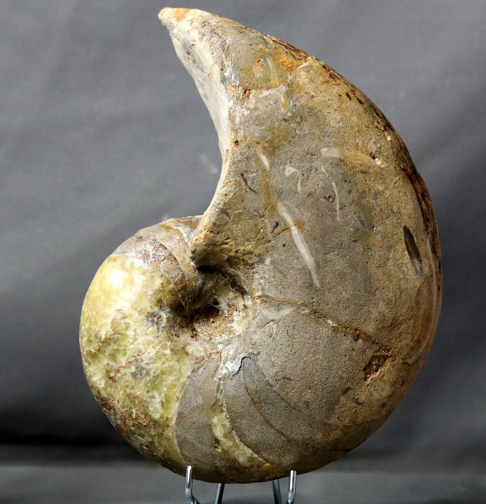 Drobny nautiloid z zielonym kalcytem! - Skamieniałe zwierzę - Cenoceras arariformis ( 23 cm ) - 23 cm #2.2
