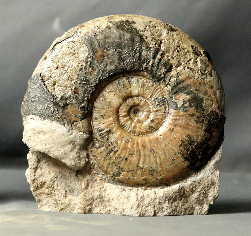 Λεπτός αμμωνίτης σε αυτόνομη πέτρα - Απολιθωμένο ζώο - Haugia variabilis - 16 cm #2.2