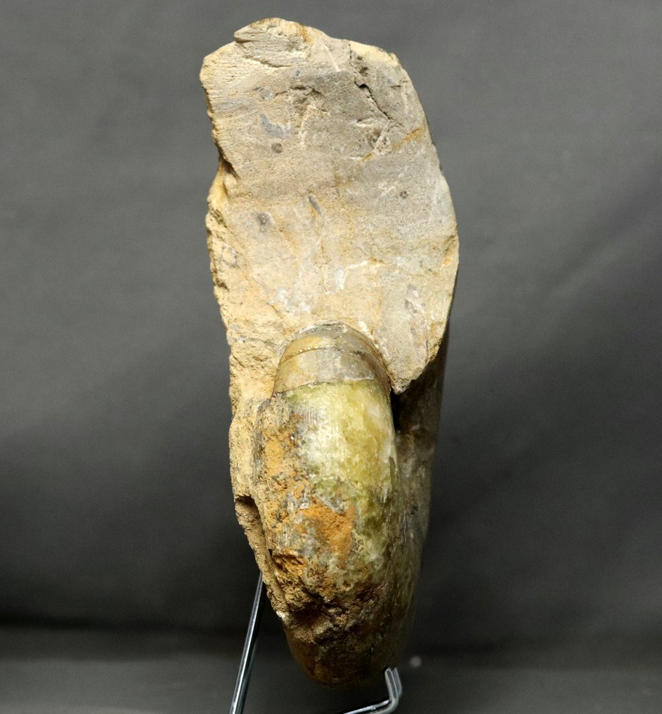 Drobny nautiloid z zielonym kalcytem! - Skamieniałe zwierzę - Cenoceras arariformis ( 23 cm ) - 23 cm #3.2
