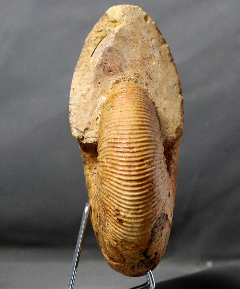 Eccezionale ammonite - Ben conservata - Con due lati puliti - Animale fossilizzato - Epimayaites gr. lemoinei - 19.5 cm #2.1