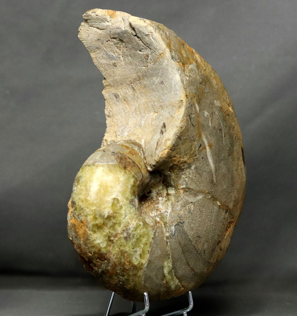 Λεπτό ναυτιλοειδές με πράσινο ασβέστιο! - Απολιθωμένο ζώο - Cenoceras arariformis ( 23 cm ) - 23 cm #3.1