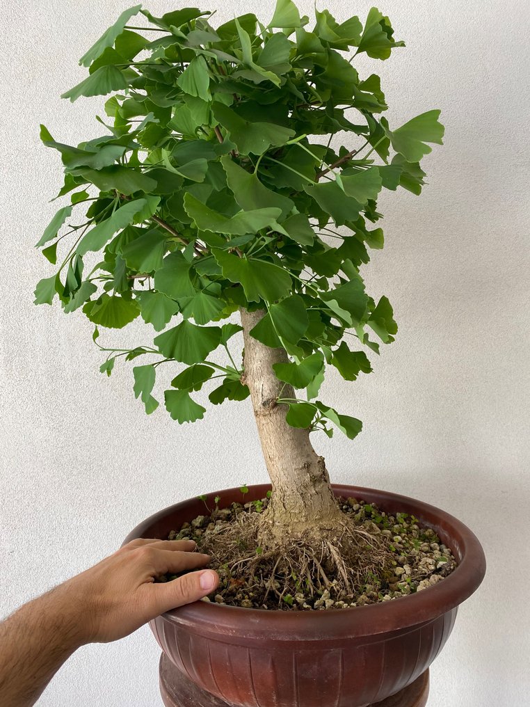 Bonsai Ginkgo (Ginkgo biloba) - Înălțime (Copac): 60 cm - Grosime (Copac): 40 cm - Italia #1.2
