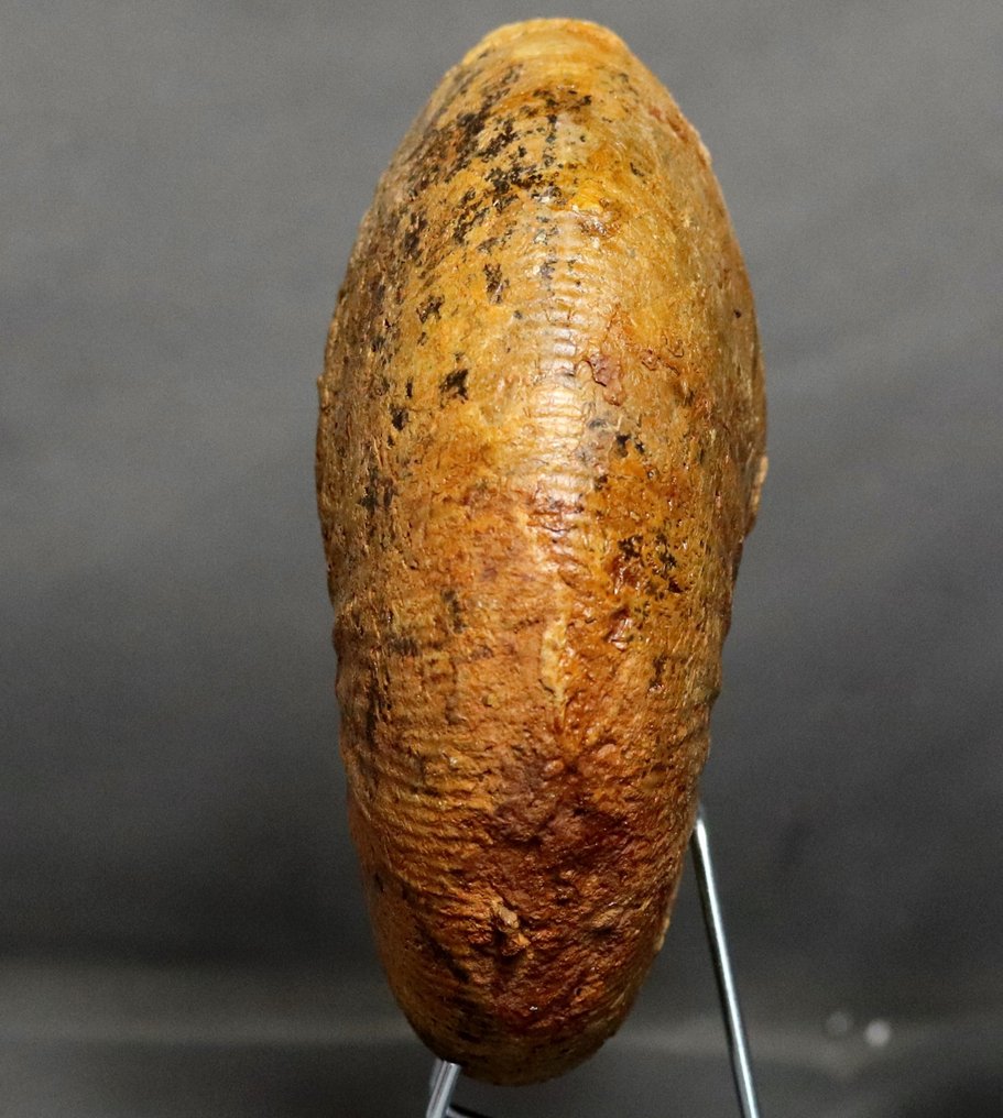 Amonita excepcional - Bien conservada - Con ambos lados limpios - Animal fosilizado - Epimayaites gr. lemoinei - 19.5 cm #3.1