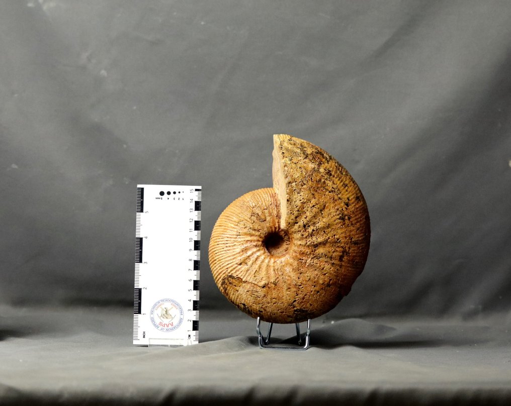 Kiváló ammonit - Jól megőrzött - Két oldala tisztítva - Fosszilizálódott állat - Epimayaites gr. lemoinei - 19.5 cm #1.1