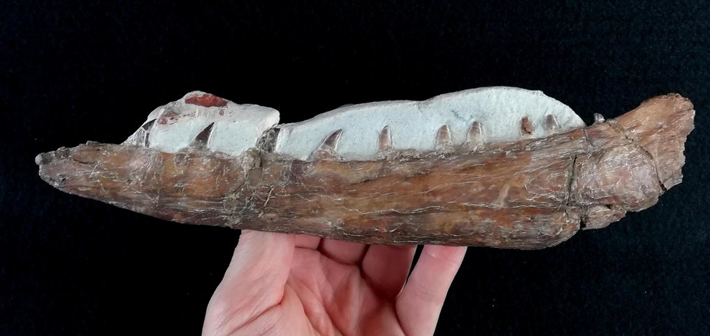 令人印象深刻的特甲龙下巴！！！ - 下顎骨化石 - Tethysaurus nopcsai (Bardet, Pereda-Suberbiola & Jalil, 2003) - 25 cm - 6 cm #2.1