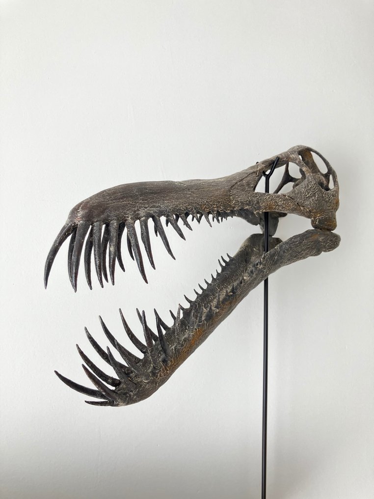 Pterosauruksen kallon kopio Täytettyjen eläinten jäljennöspidike - Boreopterus - 42 cm - 10 cm - 10 cm - 1 #2.1