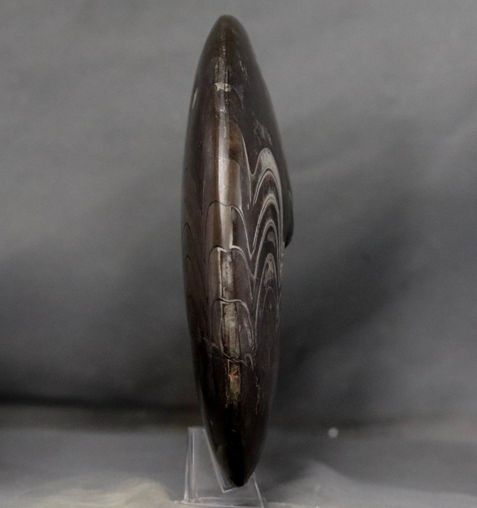 精美裝飾菊石 - 大尺寸 - 動物化石 - Carinoceras galeatum - 22 cm #3.2