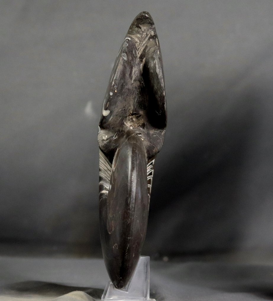精美裝飾菊石 - 大尺寸 - 動物化石 - Carinoceras galeatum - 22 cm #2.2