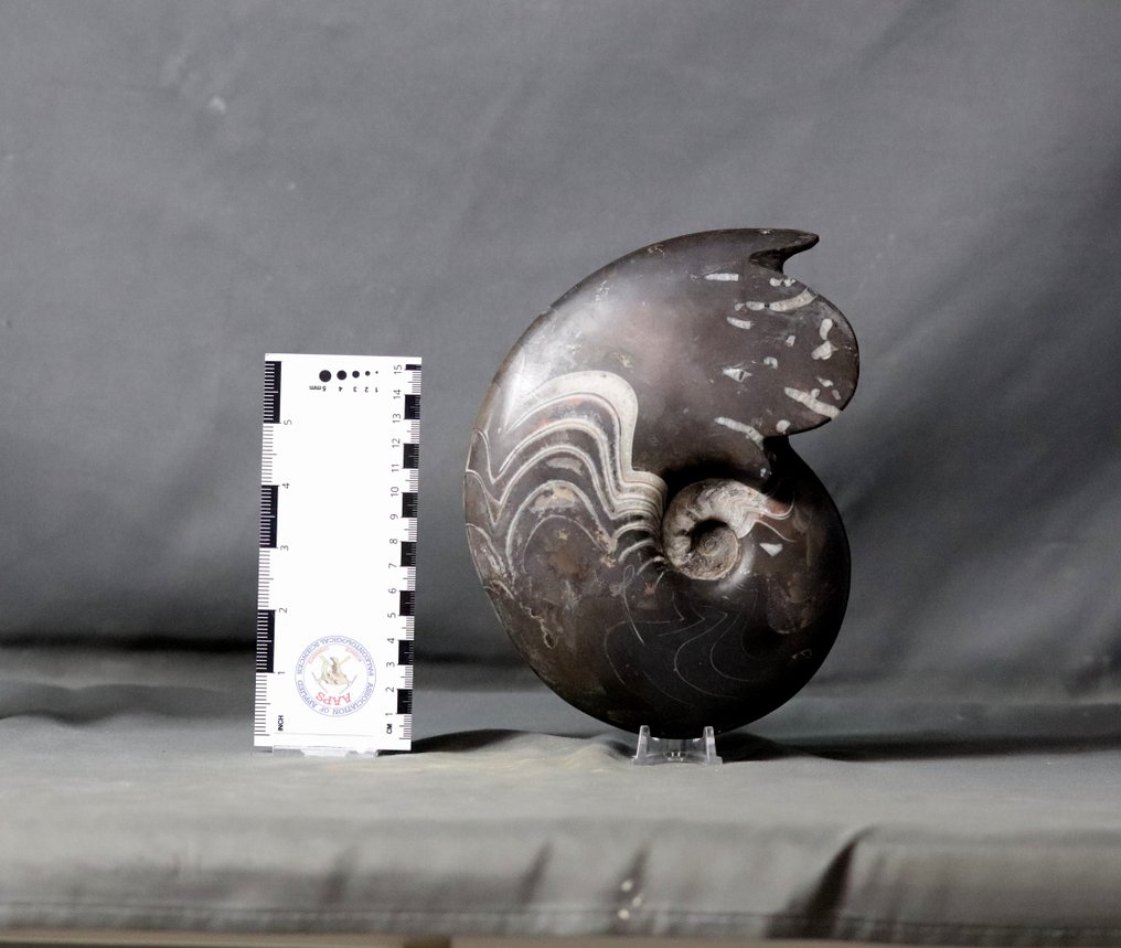 精美裝飾菊石 - 大尺寸 - 動物化石 - Carinoceras galeatum - 22 cm #1.1