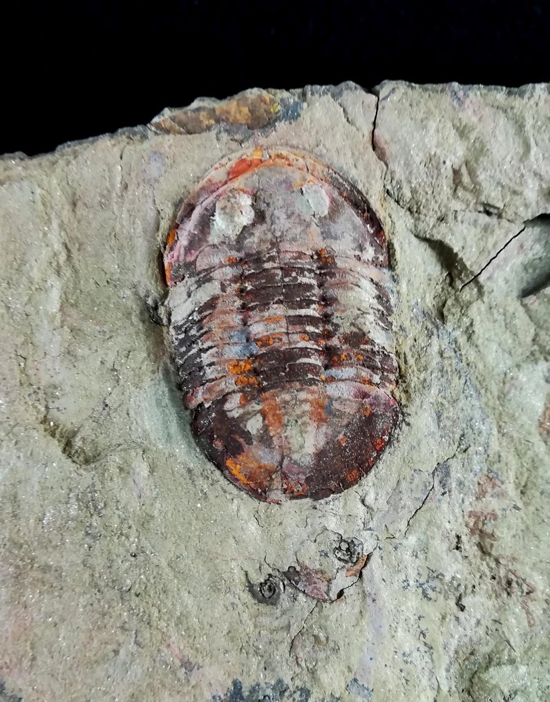 Kivételes trilobit!!! - Fosszilizálódott állat - Asaphellus tataensis (Vidal, 1998) - 21 cm - 14 cm #3.2