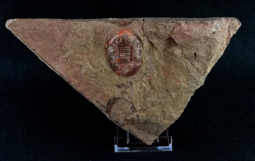 Uitzonderlijke trilobiet!!! - Gefossiliseerd dier - Asaphellus tataensis (Vidal, 1998) - 21 cm - 14 cm #2.1