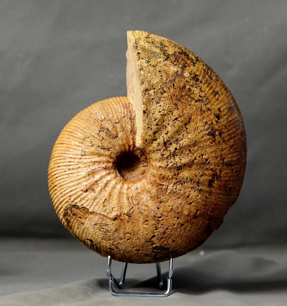 Kiváló ammonit - Jól megőrzött - Két oldala tisztítva - Fosszilizálódott állat - Epimayaites gr. lemoinei - 19.5 cm #2.2