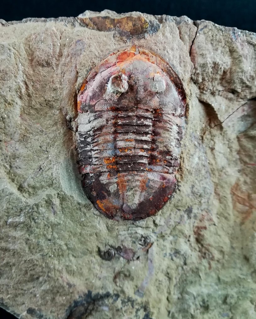 非凡的三葉蟲！ - 動物化石 - Asaphellus tataensis (Vidal, 1998) - 21 cm - 14 cm #3.1