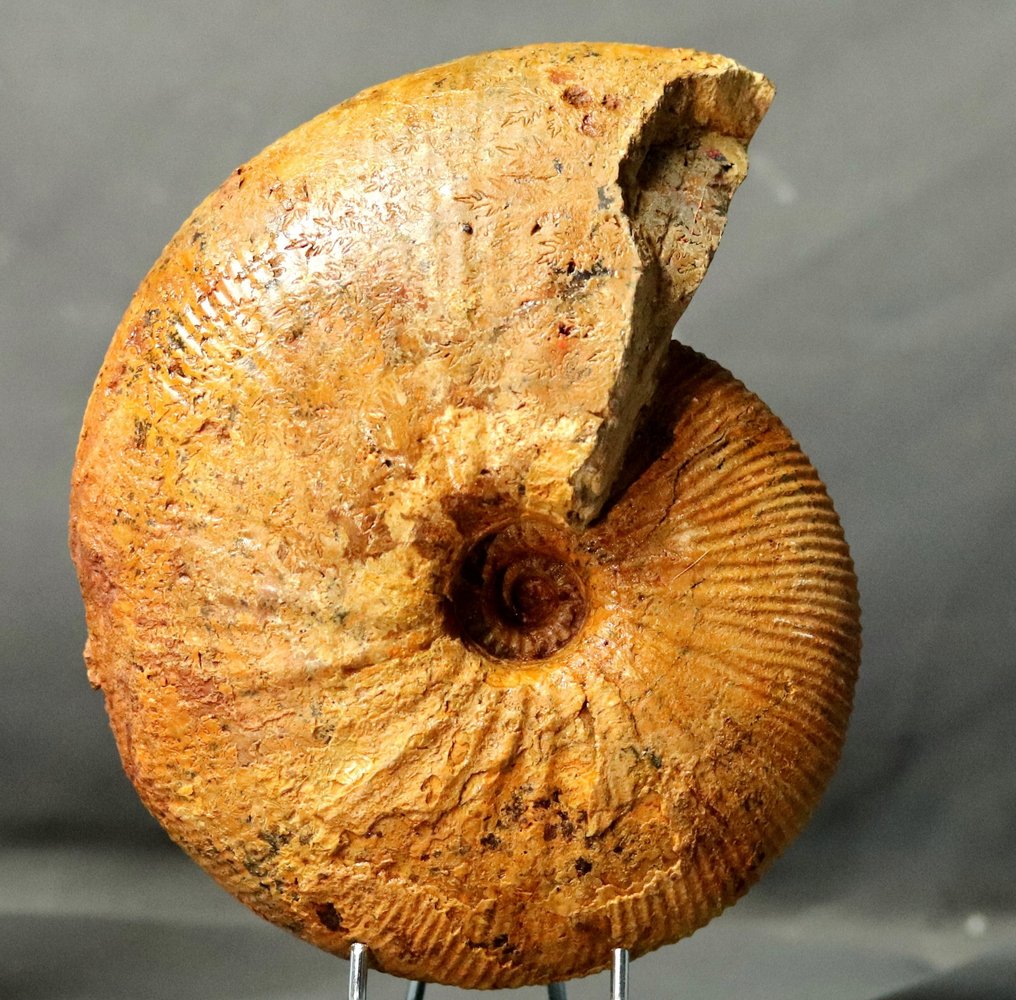 Kiváló ammonit - Jól megőrzött - Két oldala tisztítva - Fosszilizálódott állat - Epimayaites gr. lemoinei - 19.5 cm #3.2