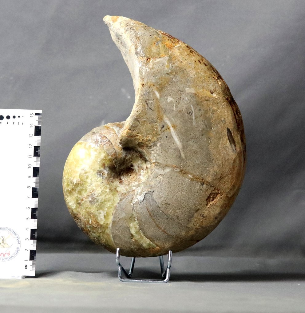 精美的鸚鵡螺與綠色方解石！ - 動物化石 - Cenoceras arariformis ( 23 cm ) - 23 cm #2.1