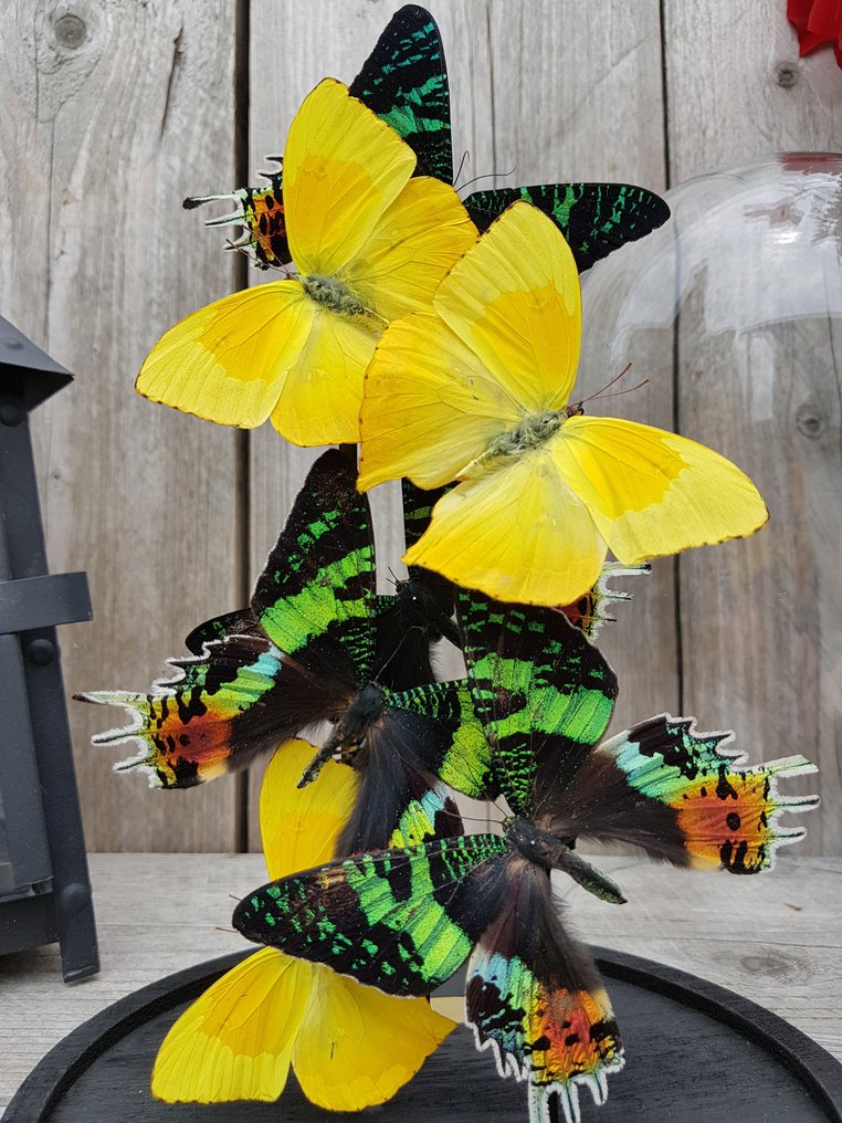 Bordopsats  - Ægte forskellige sommerfugle under glaskuppel #2.1