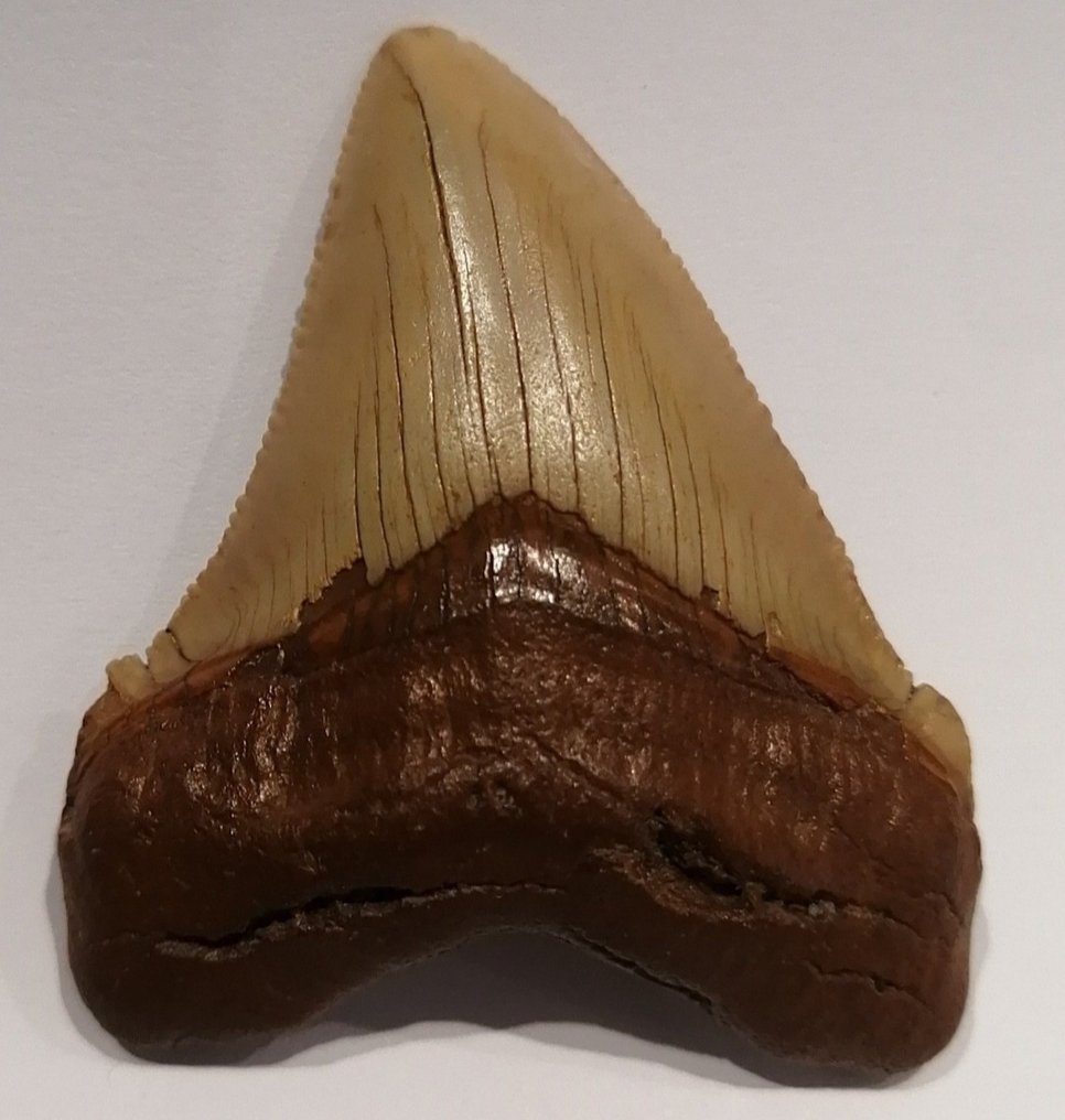 Rechin - Dinte fosilă - Carcharocles chubutensis - 6.3 cm - 5.4 cm #3.1