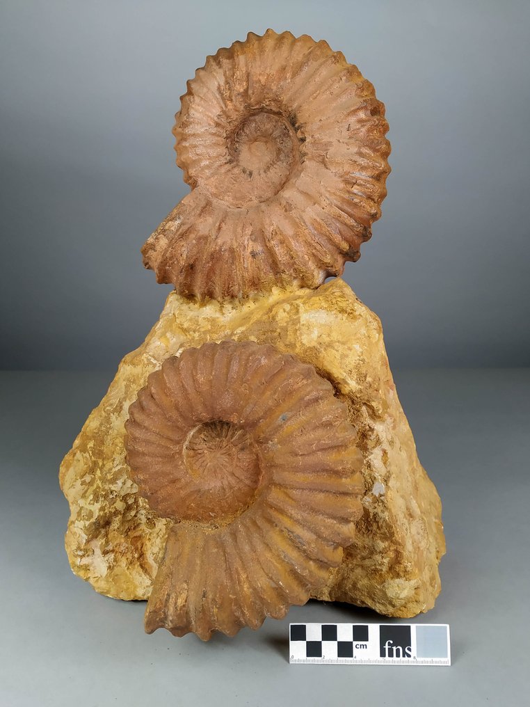 Φανταστικό μπλοκ Αμμωνιτών - Απολιθωμένη μήτρα - Acanthoceras - 40 cm - 26 cm #2.2