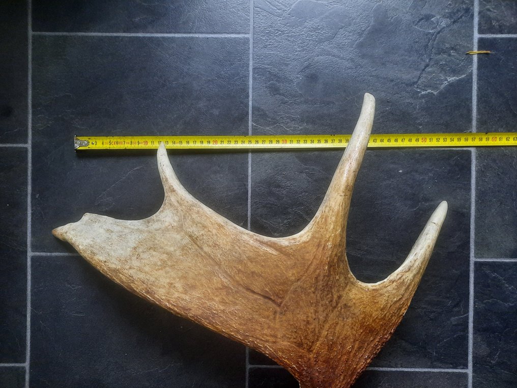 Northern Elk, aka Moose - Antler - Alces alces - 18 cm - 53 cm - 58 cm- Non-CITES species #2.2
