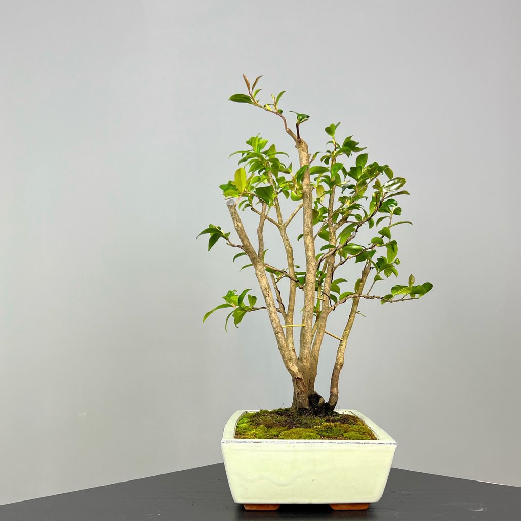 Kamelia Sasanqua - Wysokość (drzewko): 45 cm - Głębokość (drzewko): 35 cm - Portugalia #1.2