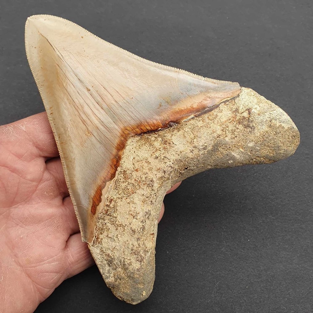 Monster Big Megalodon Shark - Fossil tooth - Carcharocles megalodon - 144 mm - 116 mm  (No Reserve Price) #1.2
