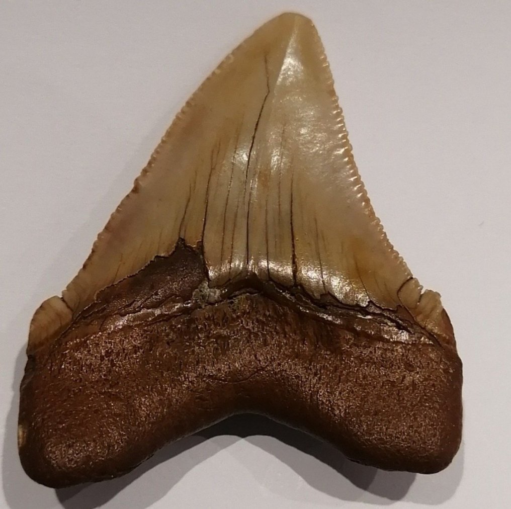 Rechin - Dinte fosilă - Carcharocles chubutensis - 6.3 cm - 5.4 cm #3.2