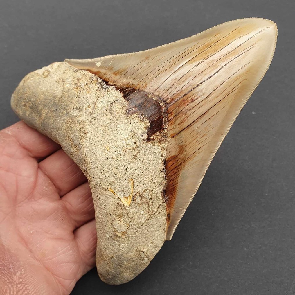 Monster Big Megalodon Shark - Fossil tooth - Carcharocles megalodon - 144 mm - 116 mm  (No Reserve Price) #1.1